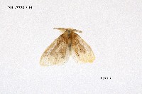 藏品(緣黃毒蛾)的圖片